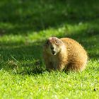 Präriehund aus dem Wildpark Ortenburg 2