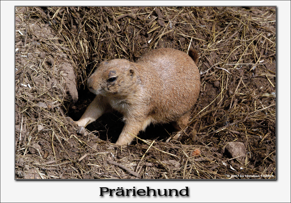 Präriehund