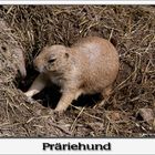 Präriehund