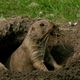 Prriehund beim Nestausbau