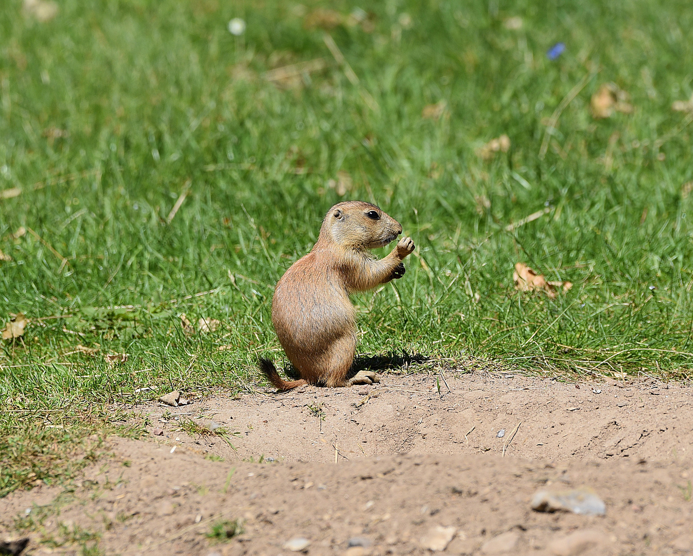 Präriehund (Cynomys)