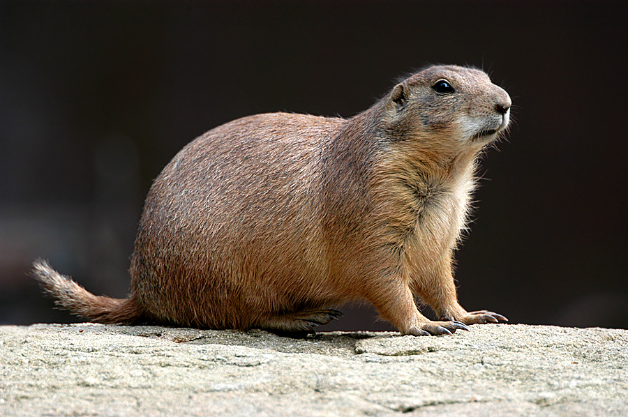 Präriehund (Cynomys ludovicianus) by Wolfram Dickel