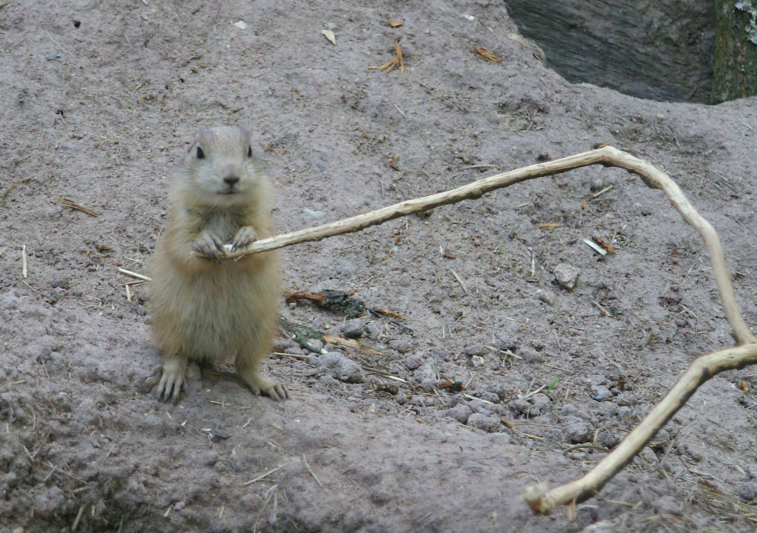 Präriehund (Cynomys) Nachwuchs