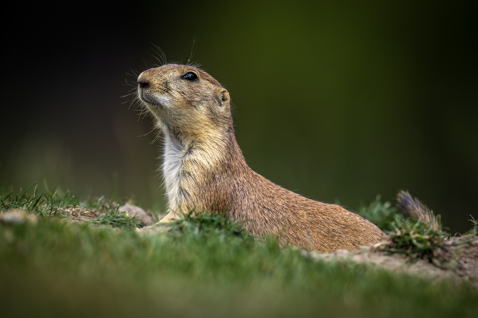 Präriehund, freilaufend im Tierpark Wismar