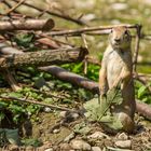 Präriehund im Adamskostüm