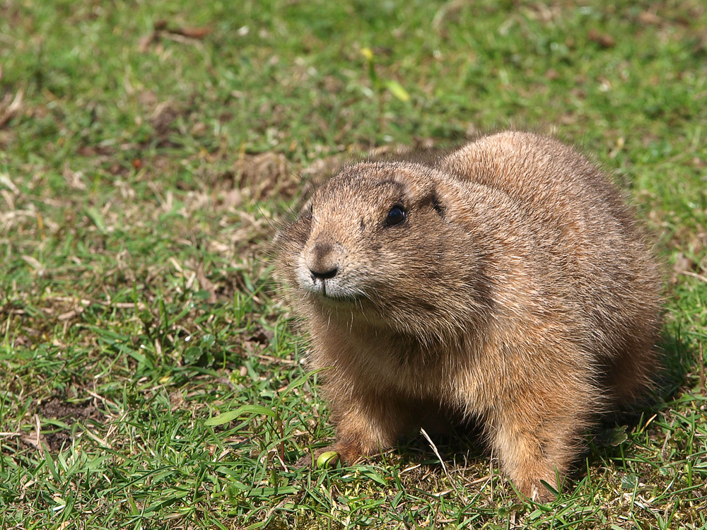 Präriehund im Tierpark Nordhorn