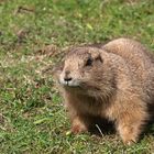 Präriehund im Tierpark Nordhorn