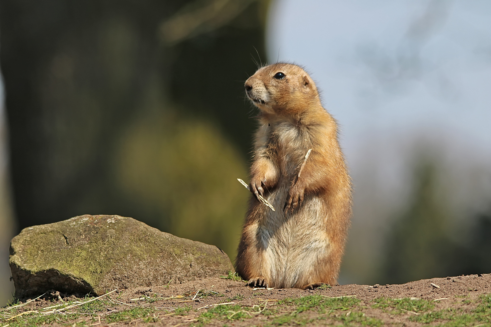 Präriehund im Tierpark Nordhorn