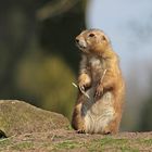 Präriehund im Tierpark Nordhorn