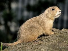 Präriehund im Zoo Basel