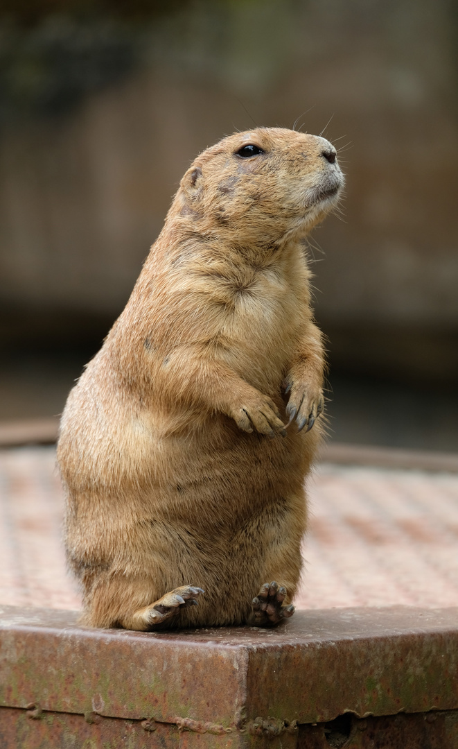 Präriehund im Zoo Hannover