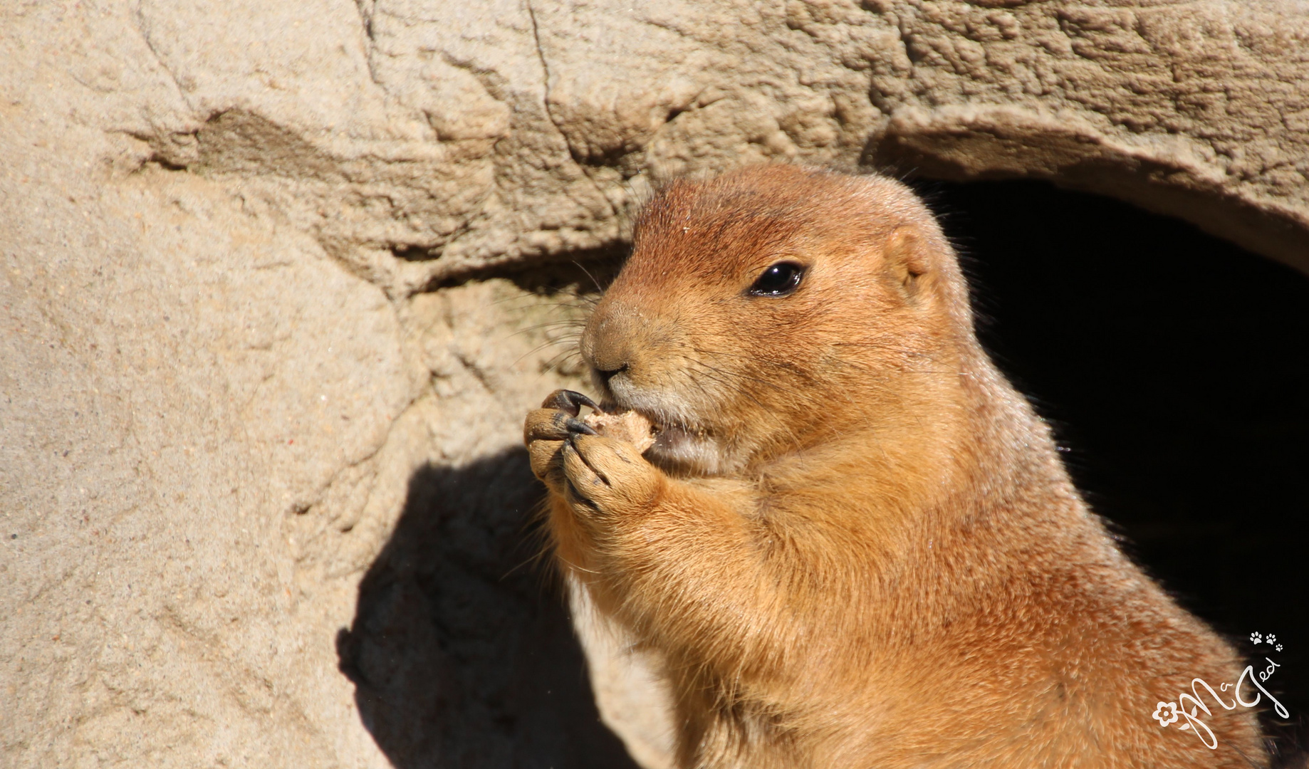 Präriehund im Zoo Hannover