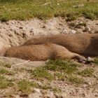 Präriehund in der Grube!