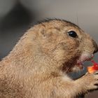 PRÄRIEHUND - mmmh, schmeckt!!!