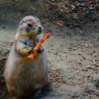 Präriehund / prairie dog