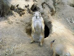 Präriehund steht Modell im Zoo von Amnéville, Frankreich