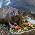 Präriehund - Terrazoo Rheinberg