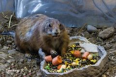 Präriehund - Terrazoo Rheinberg