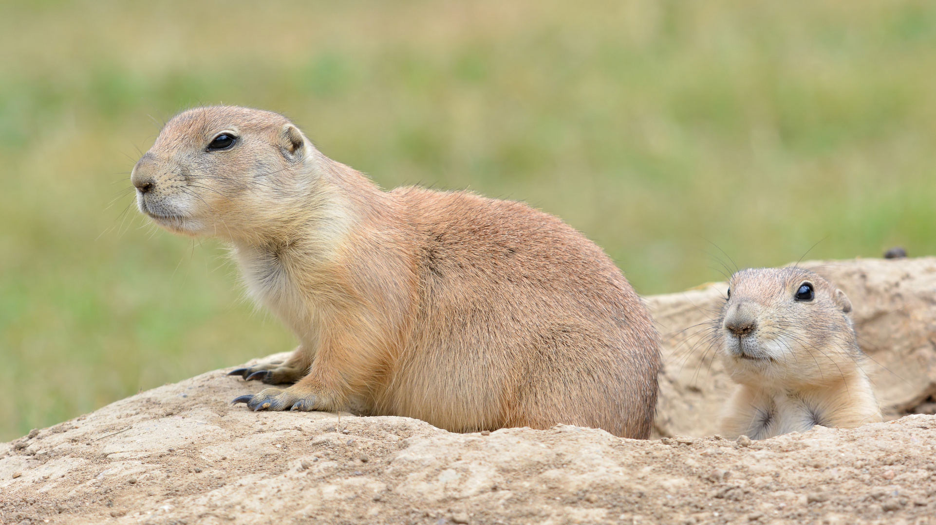 Präriehunde Foto & Bild | tiere, zoo, wildpark & falknerei, säugetiere ...
