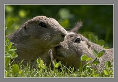 Tierparks & ZOO's