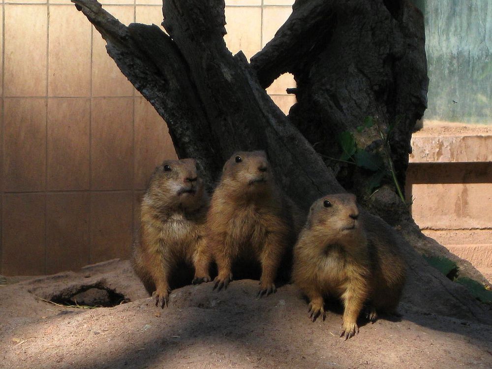 Präriehunde im Nürnberger Zoo