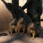 Präriehunde im Nürnberger Zoo