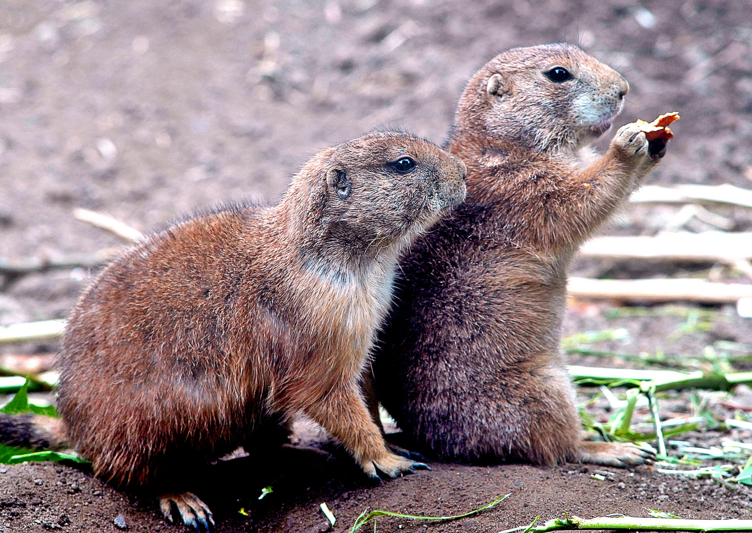 Präriehunde im Tierpark Gettorf