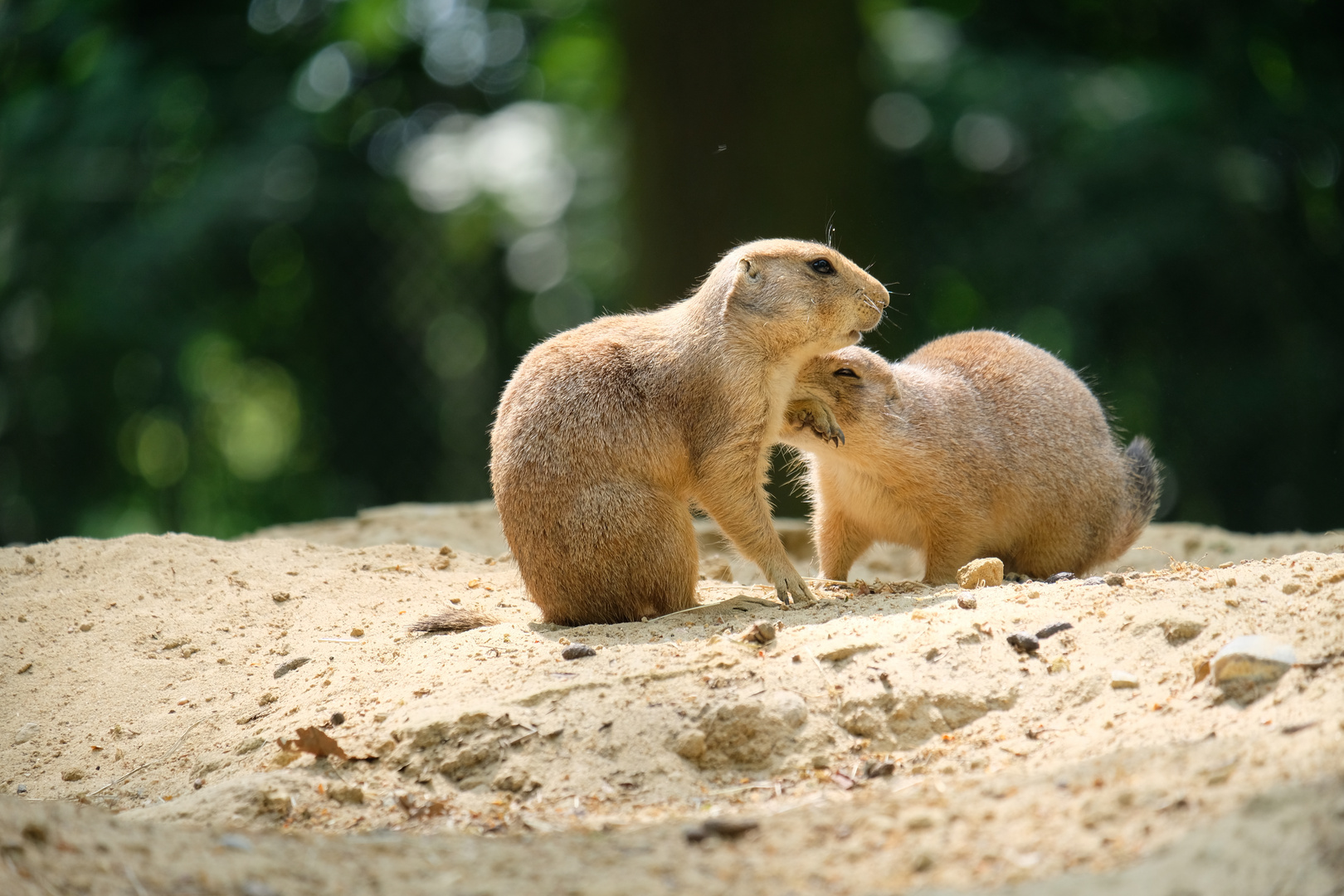 Präriehunde im Wolfscenter Dörverden