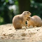 Präriehunde im Wolfscenter Dörverden