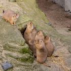 Präriehunde im Zoo Hannover