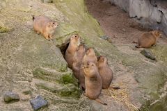 Präriehunde im Zoo Hannover