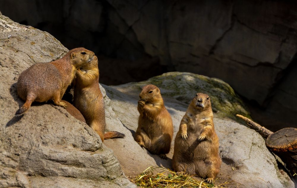 Präriehunde im Zoo Hannover