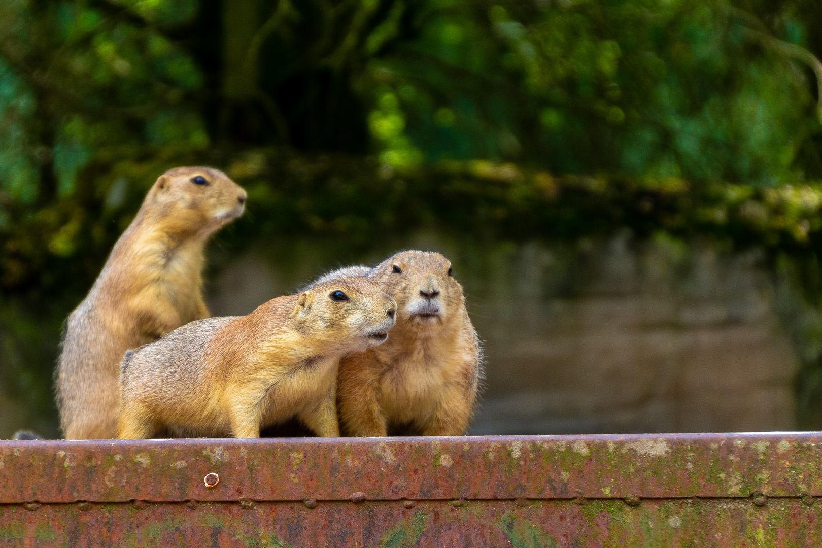 Präriehunde im Zoo Hannover