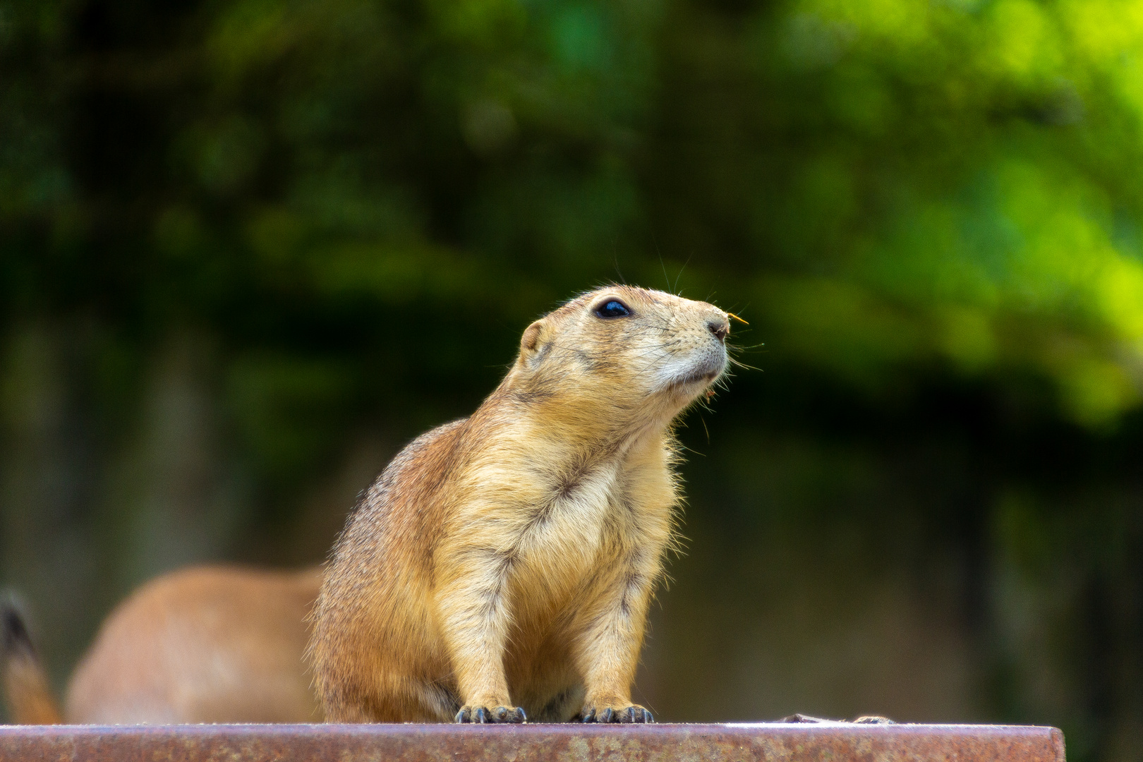 Präriehunde im Zoo Hannover