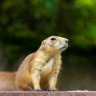 Präriehunde im Zoo Hannover