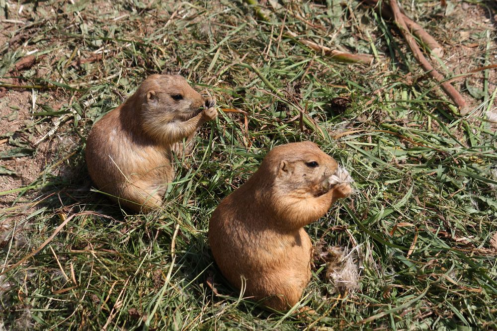 Präriehundhalbwüchige im Zoo Leipzig