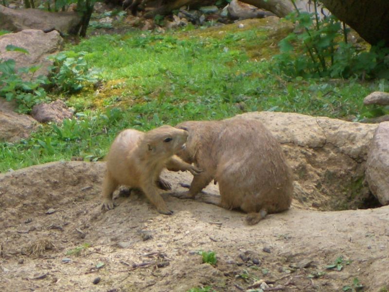 Präriehundpärchen