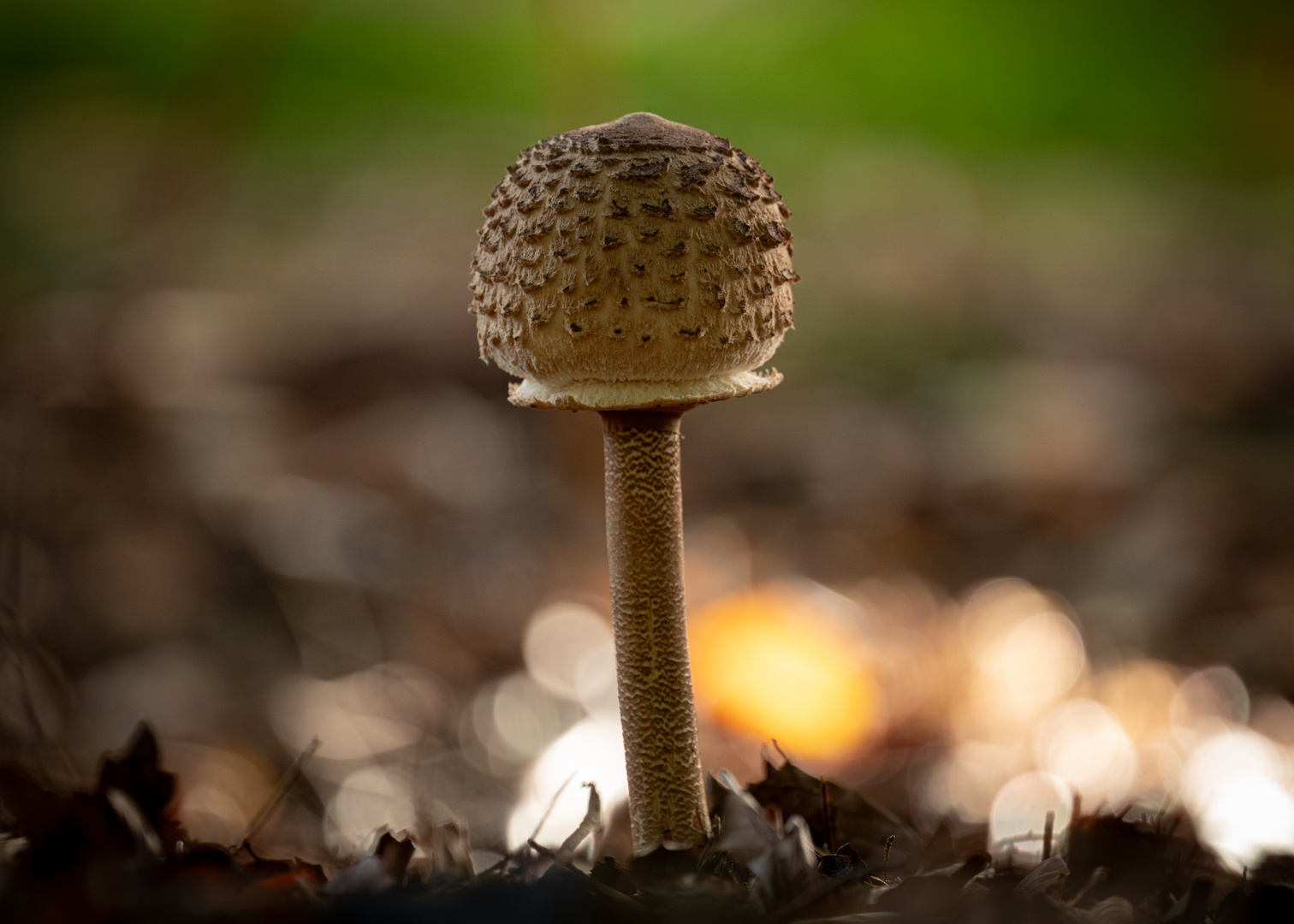 Präsentation eines Parasol Pilzes