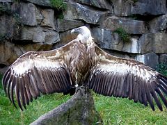 Präsentation ist das halbe Vogelleben