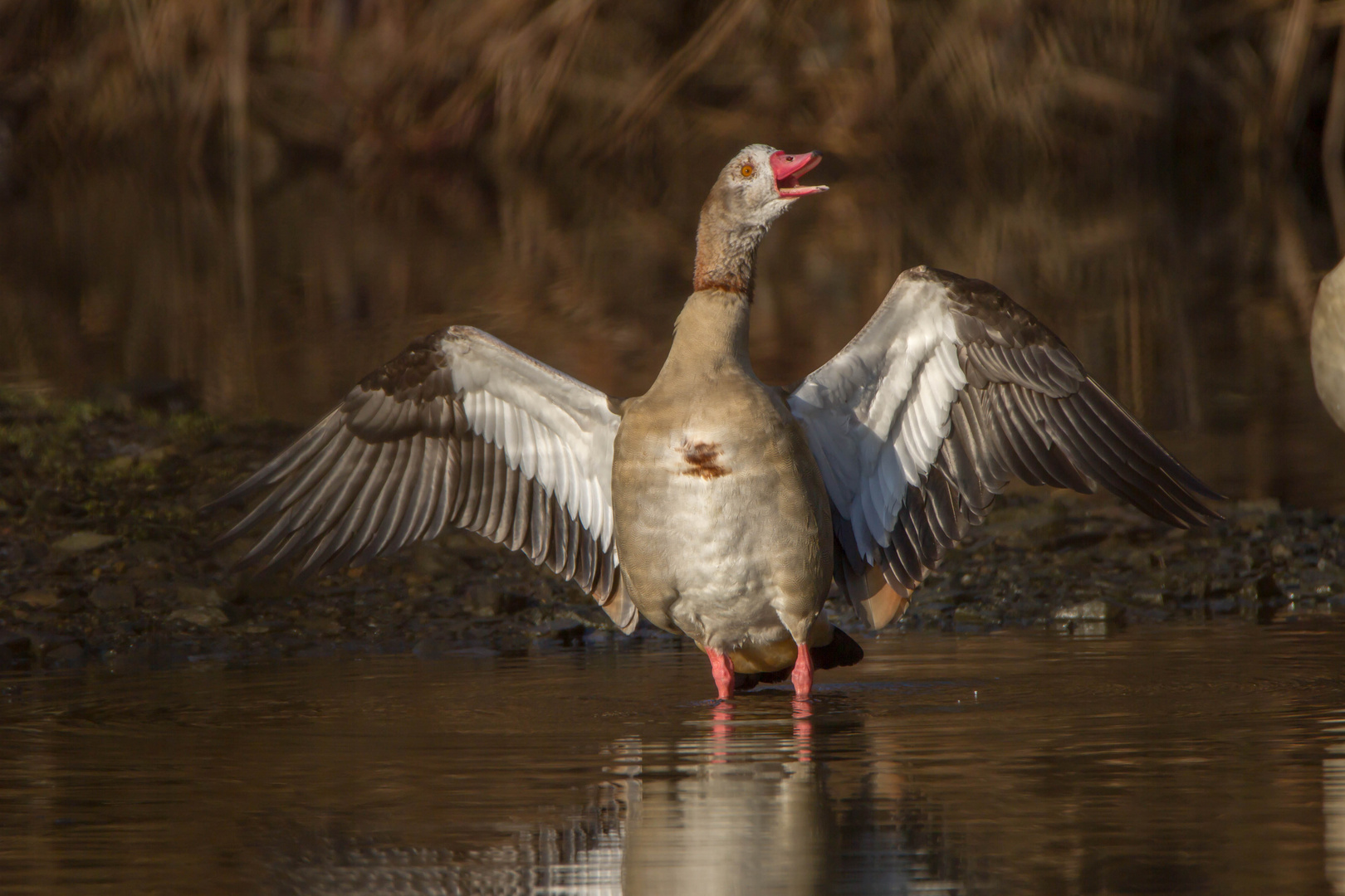 Präsentation Nilgans