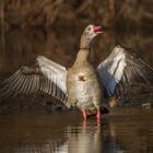 Präsentation Nilgans