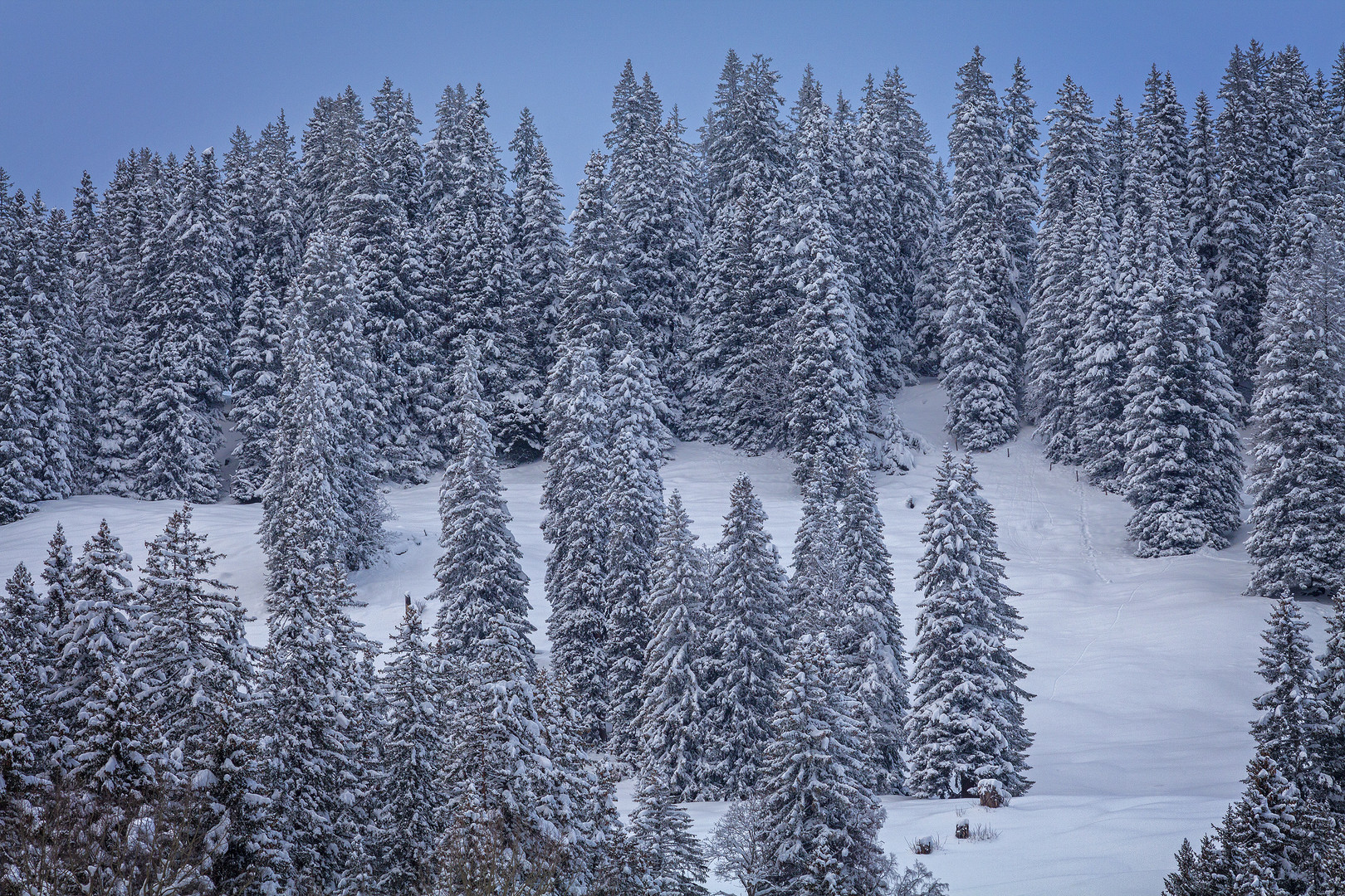 Prättigauer Wintertannen