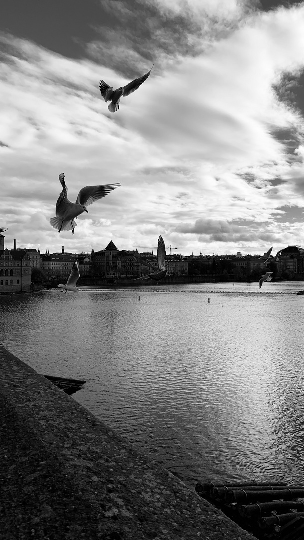 Prag - Karlsbrücke - Möwen