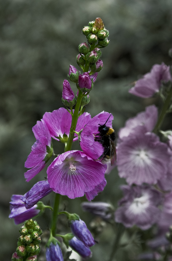 Prager Blumen