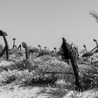 Praia do Barril (2)