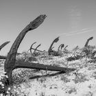 Praia do Barril (5)