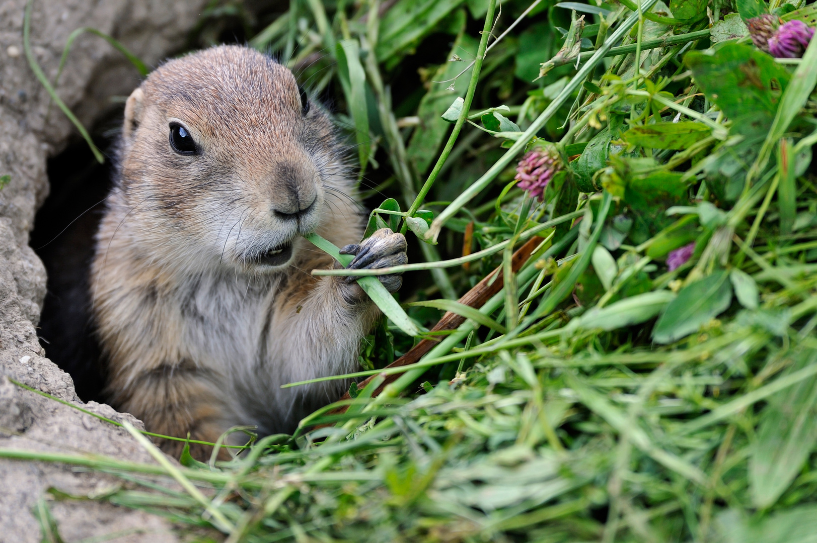 Prairie Dog