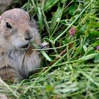 Prairie Dog