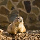 Prairie Dog