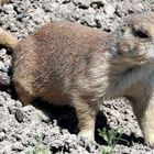 Prairie Dog